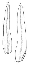 Macromitrium grossirete, branch leaves.
 Image: R.C. Wagstaff © All rights reserved. Redrawn with permission from Vitt (1983). 